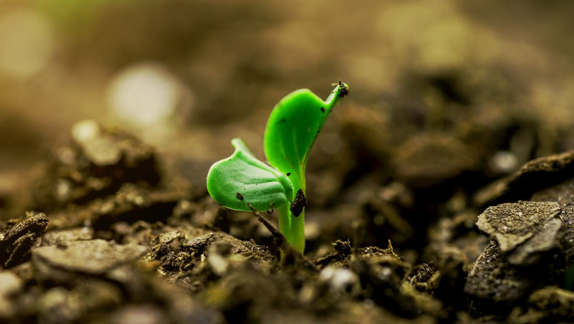 Institucional Agrogalaxy (IPO)